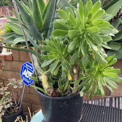 Plants Succulents In Large Pots
