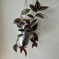 Tradescantia Zebrina In Hanging Pot