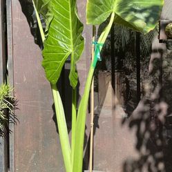 HERMOSAS PLANTAS NATURALES “HOJAS ELEGANTES PLANT 