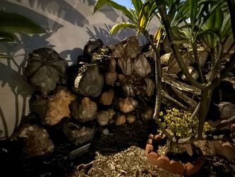 Free Fire wood troncos gratis