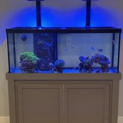 Fake saltwater decorations for sale!