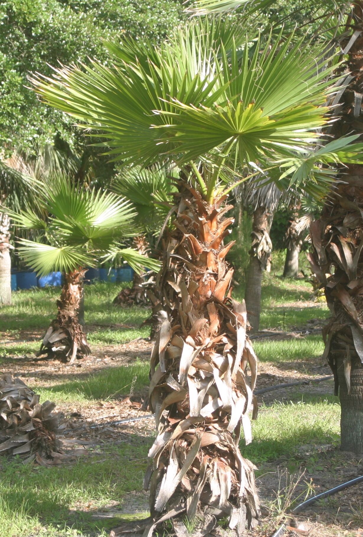 Palm Trees For Sale! 🌴✔️☀️