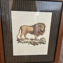 Zebra And Lion Framed Prints 