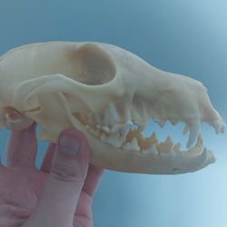 Fox Skull