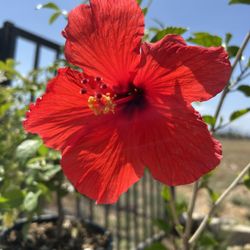 Obelisco Flor / Hibiscus Flower Plant