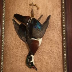 Taxidermy Rare Mount Duck Oddities Decor