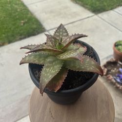 Potted Succulent Plant