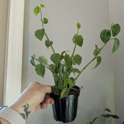 Peperomia plant