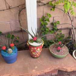 Succulents In Glazed Pots