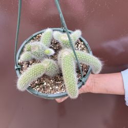 8” Monkey Tail Cactus