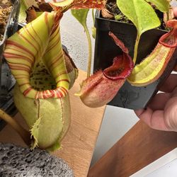 Carnivorous Plant Collection From Entry To Elite Specimens 