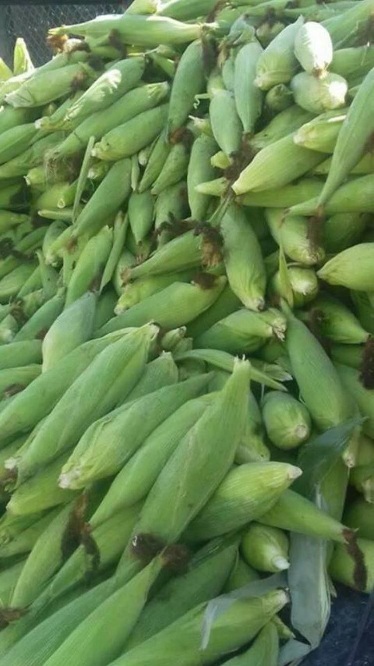Elote blanco mexicano