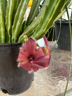 Planta Stapelia