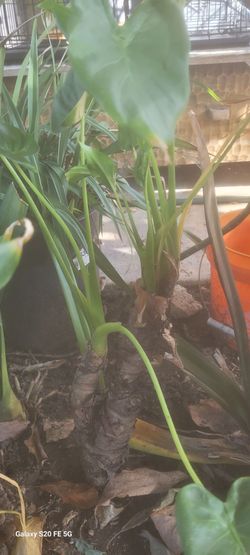 Taro, plant