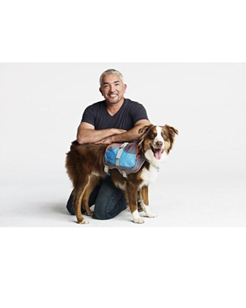 New Cesar Millan Small Dog Backpack Harness 
