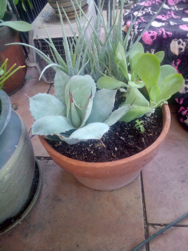 Succulent And Cacti