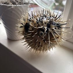 Puffer Fish