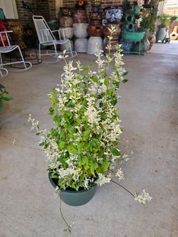 Snowbush Beautiful And Healthy HANGING BASKETS $10 each