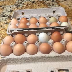 Organic Chicken Eggs $6 A Dozen 