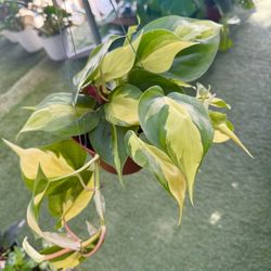 Plants (6”pot🌿Philodendron Brasil )