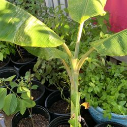 Banana Tree Chuối Sứ 32$