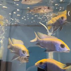 Aquarium Fish Tank Decor