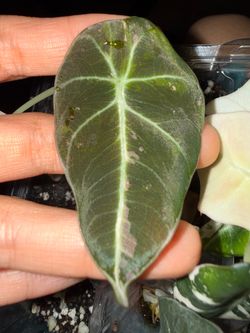 Alocasia pink black velvet