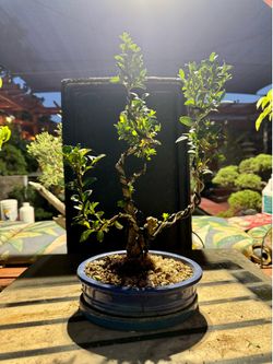 bonsai