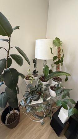 Rare houseplants - please read full description