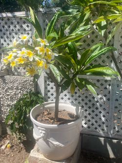 Plumeria