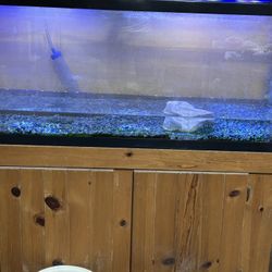  55 Gal Fish Tank With Custom Made Stand