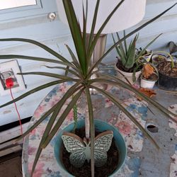 Draconian Marginata 