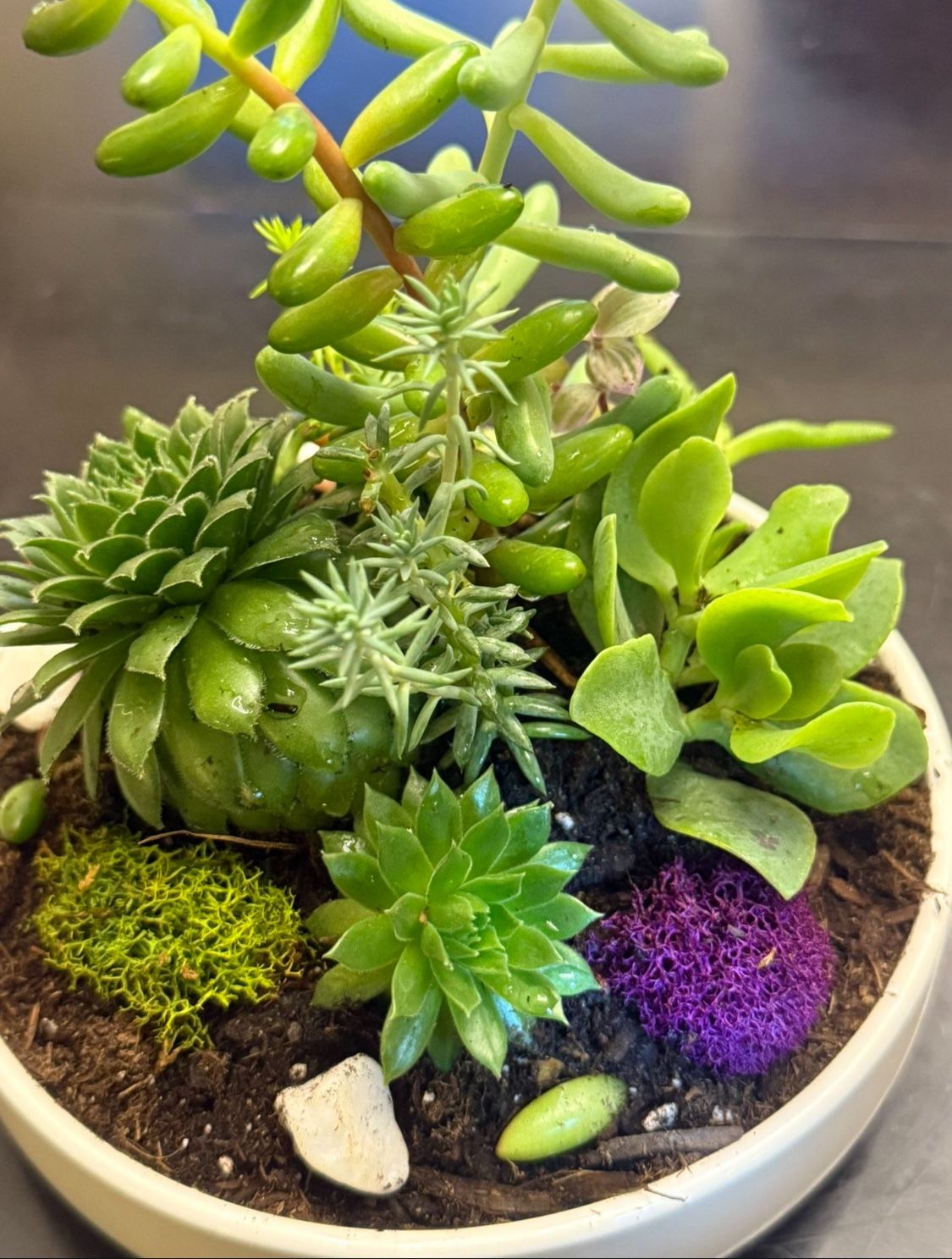 Gorgeous Succulent Garden