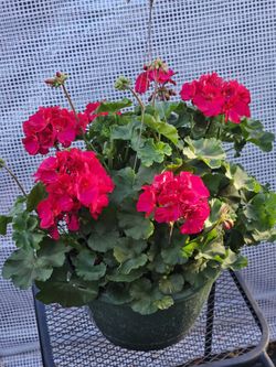 Geranium Full Sun Live Plants 