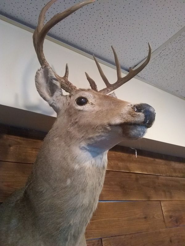 Mounted medium sized deer head for Sale in Richardson, TX OfferUp