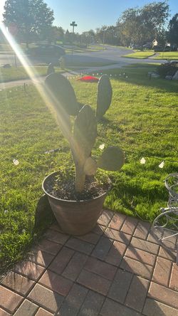 Cactus plant