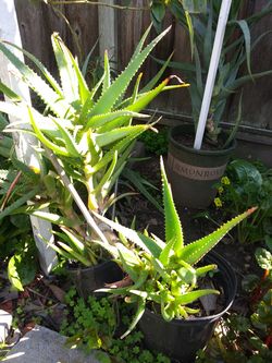 Organic aloe vera