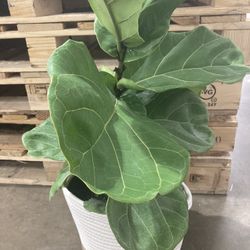 Fiddle leaf fig plant 