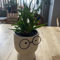 Potted Plant 