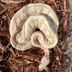 Crystal Het Monsoon
