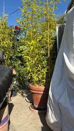 Golden Bamboo 15gal