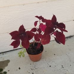 Potted Coleus Plant