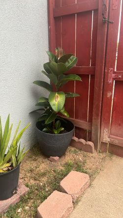 Rubber Plant