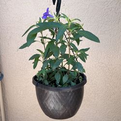 Purple Mexican Petunias