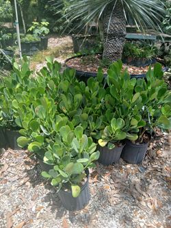 Clusia Hedges 3gl $4.50