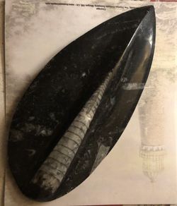 Fossil
