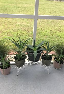 aloe plants