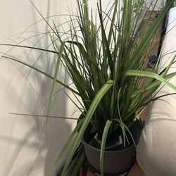 Faux Plant