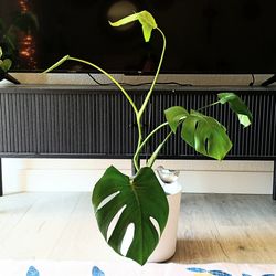 Monstera plant ❤️ 89103