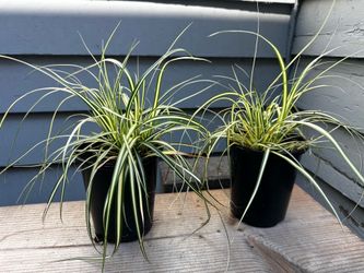 Perennial Plants
